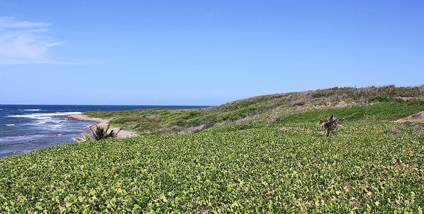 Oceanfront Parcel Oceanfront Parcel