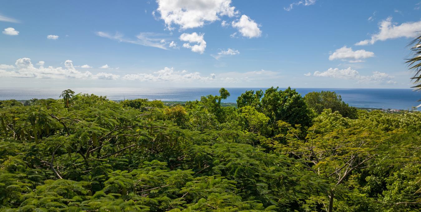 Bananas - Hospitality Investment