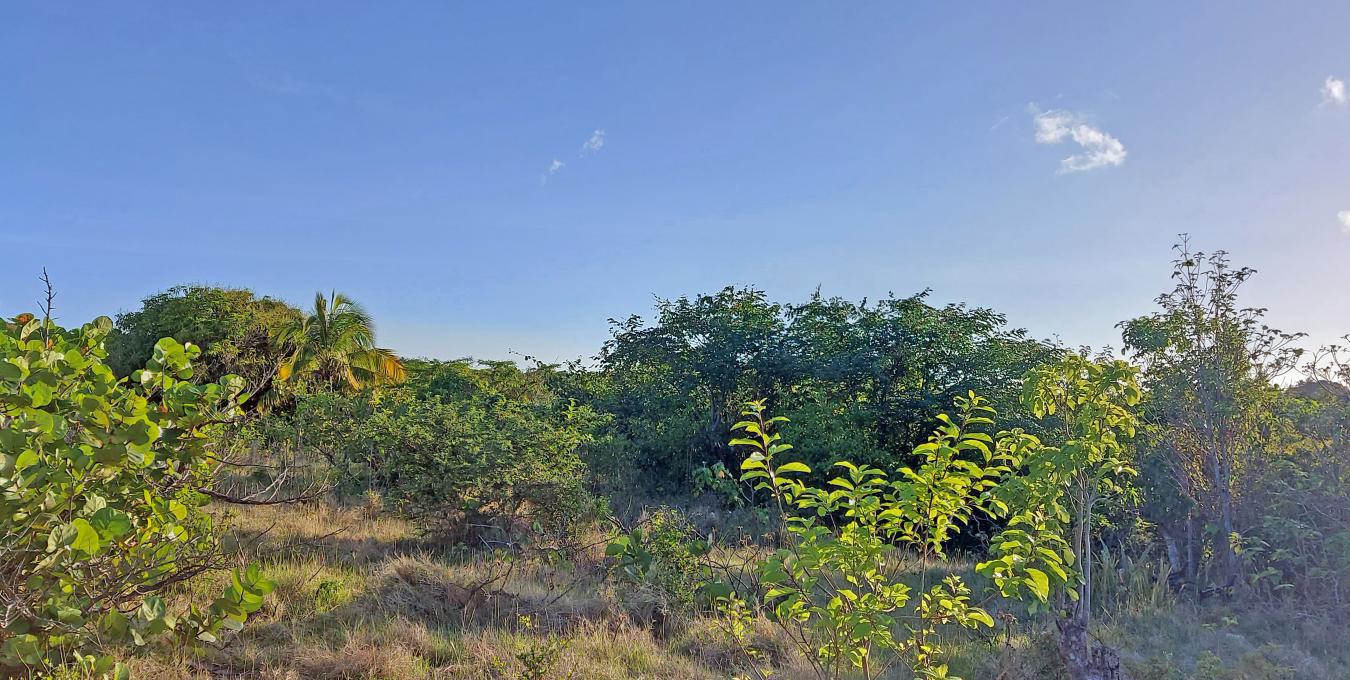 Mount Lily Land - 1.35 Acres Mount Lily Land - 1.35 Acres